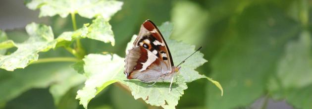 Grosser Schillerfalter