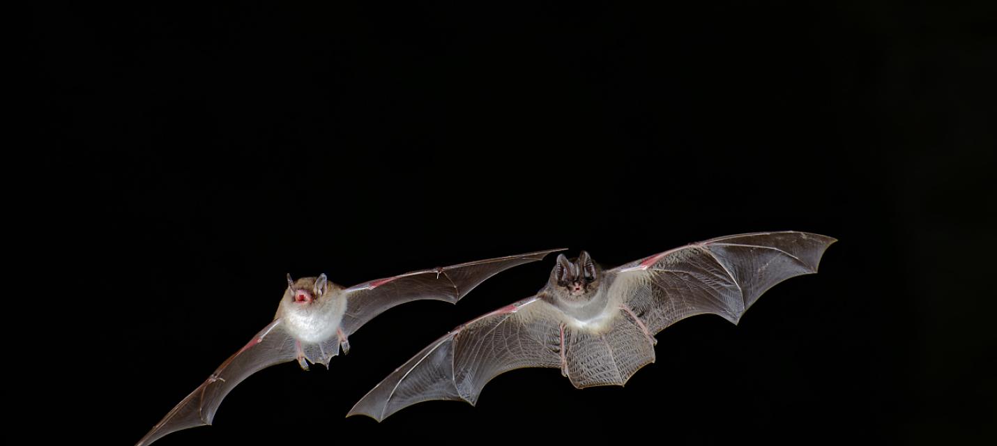 Barbastelle und Murin