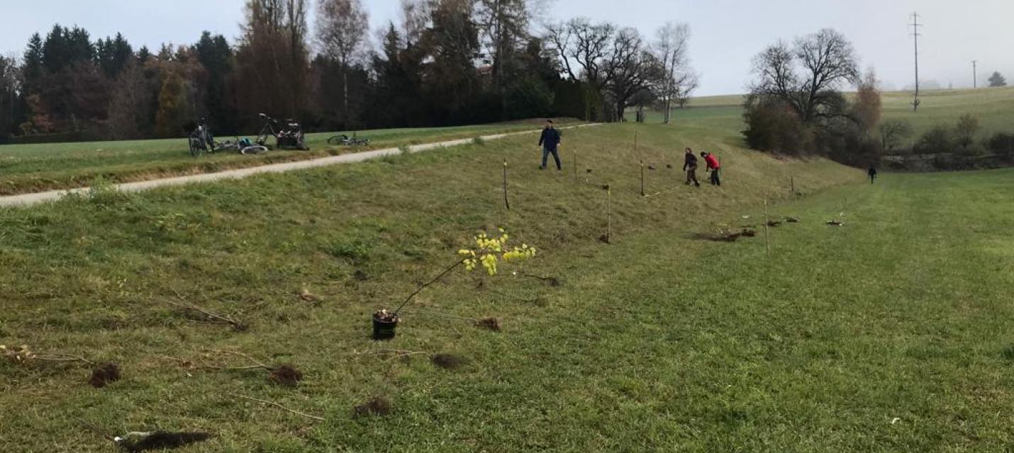 Neue Hecke Wolfetäli