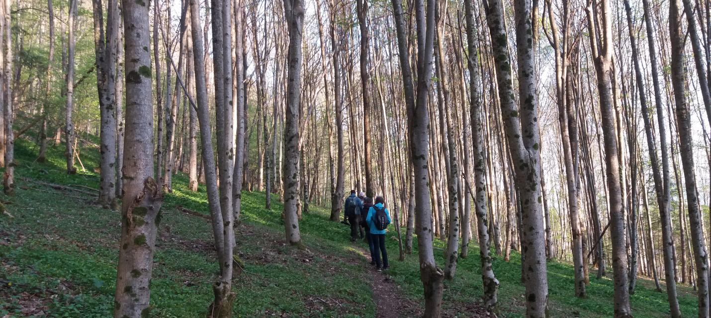 Morgenexkursion im Wald