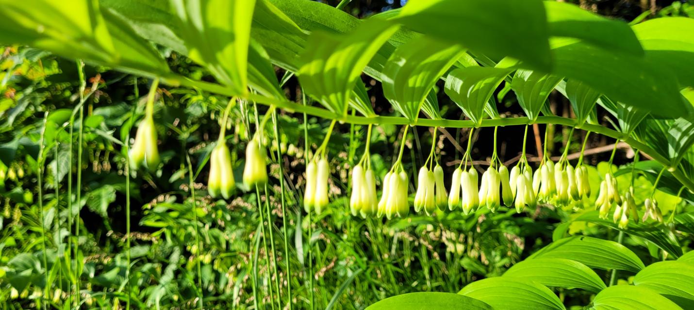 Polygonatum multiflore