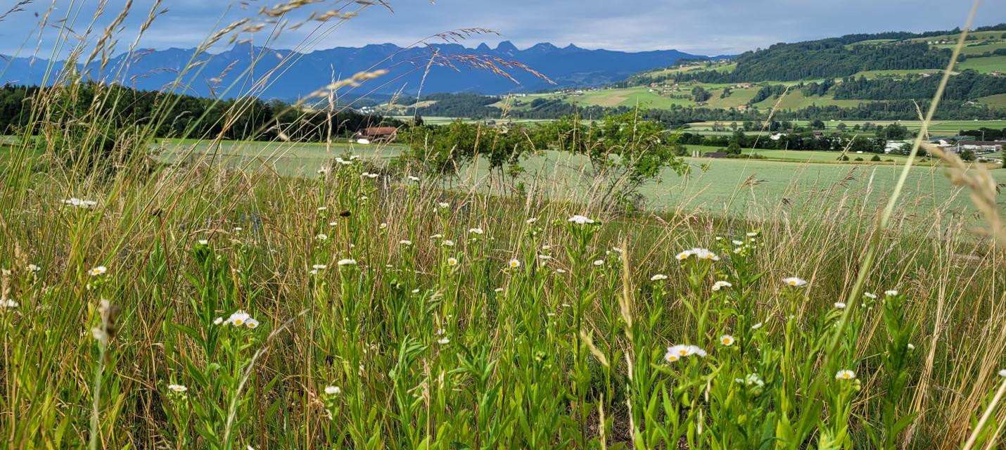 Blumenwiese