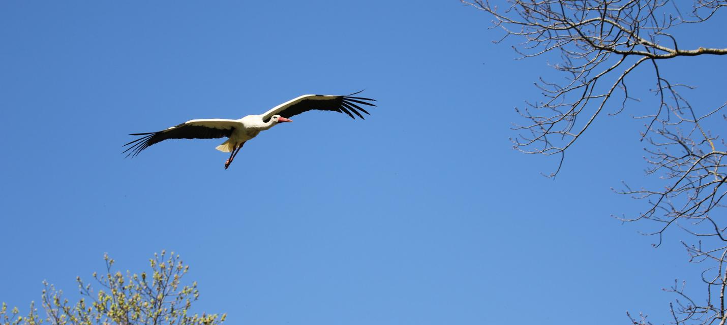 Weissstorch im Flug