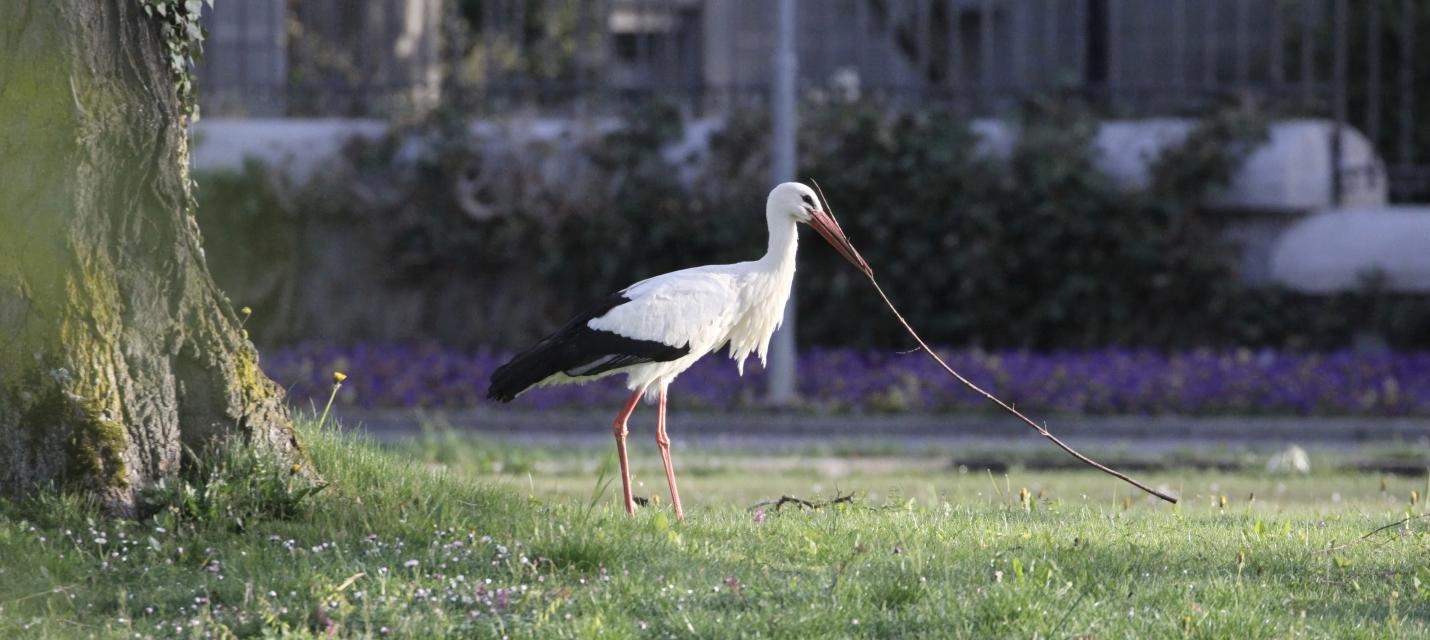 Weissstorch