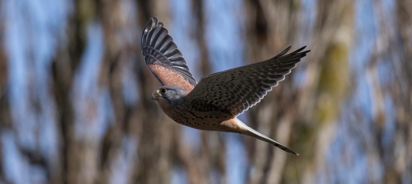 Turmfalke
